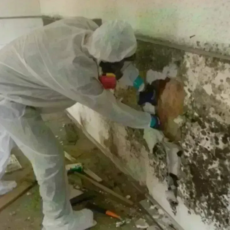 Mold Remediation and Removal in Bourbon, MO